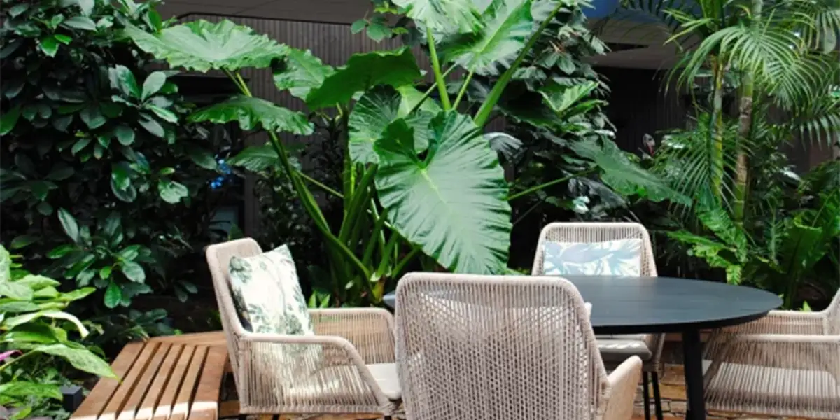 BioOffice kontorplanter,